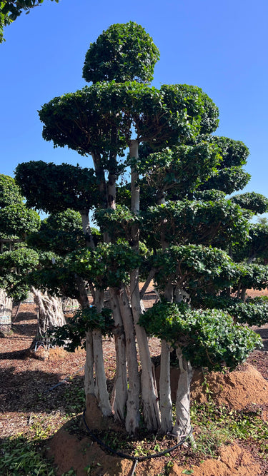 Macro Ficus Bonsai – 3.5 meters 2