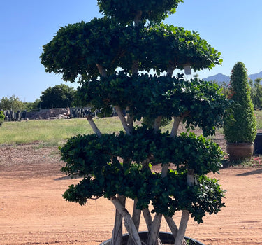 Ficus Bonsai Tree 2.5-3.0 m - Crossed Shape 2