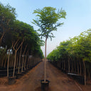 Cassia Javanica 1
