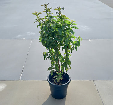 Guava Tree - Psidium Guajava 2