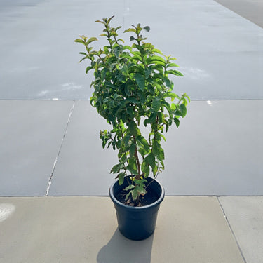 Guava Tree - Psidium Guajava 2