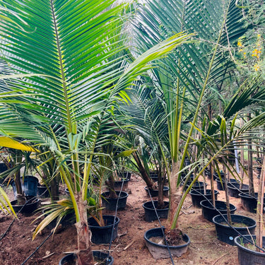 Cocos nucifera – Coconut Palm 9