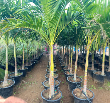 Veitchia merrillii – Manila Palm (Christmas Palm)