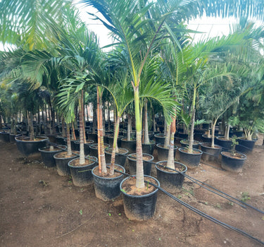 Veitchia merrillii – Manila Palm (Christmas Palm)