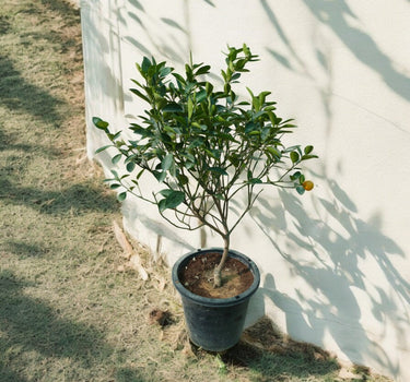 Citrus Mandarin Tree 1