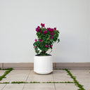 Bougainvillea – Pink Pixie 3