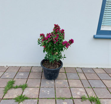 Bougainvillea – Pink Pixie 1