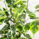 Ficus Benjamina – Starlight – Benjamin Tree 4