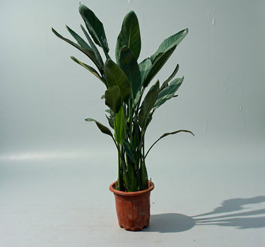 Strelitzia Reginae “Bird Of Paradise”