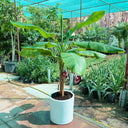 Musa Spp – Banana Tree 3