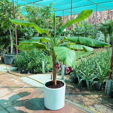 Musa Spp – Banana Tree 3