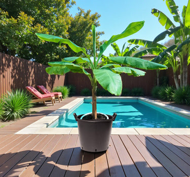 Musa Spp – Banana Tree 1