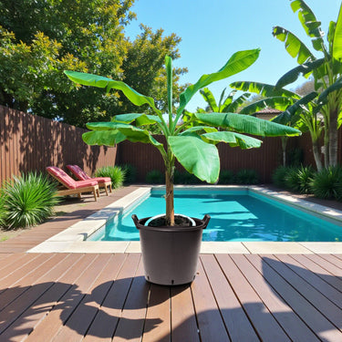 Musa Spp – Banana Tree 1