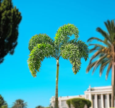 Wodyetia bifurcata – Foxtail Palm