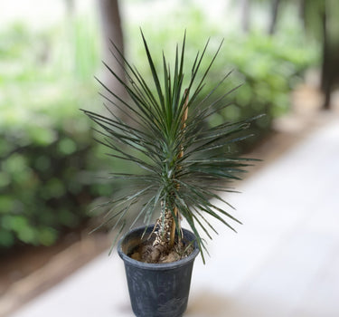 Yucca Filifera – Yucca Aloifolia