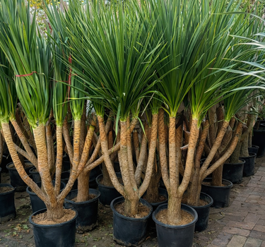 Yucca Large in Nursery Pot Plants UAE. Row of potted tropical plants on a paved area with greenery in the background