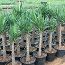 Yucca Medium Plants Dubai. Row of potted plants in a nursery setting