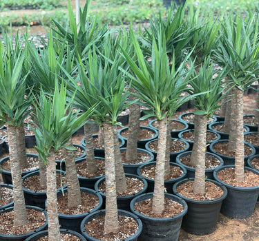 Yucca Medium Plants Dubai. Row of potted plants in a nursery setting