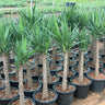 Yucca Medium Plants Dubai. Row of potted plants in a nursery setting