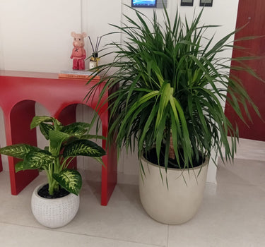 Yucca and Morning Dew Office Plant Bundle, UAE. Two potted plants in a room with a red table and white walls.