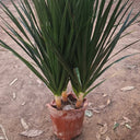 Yukka 3 heads Plants UAE. Potted plant on a sandy surface with a blurred background