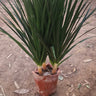 Yukka 3 heads Plants UAE. Potted plant on a sandy surface with a blurred background