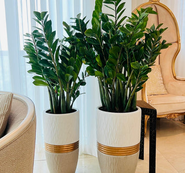 Zizi Plant Bundle (2 Pieces) in Premium Ceramic Pots, Dubai. Two potted plants in decorative pots on a tiled floor with a chair and curtains in the background.