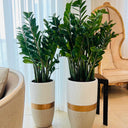 Zizi Plant Bundle (2 Pieces) in Premium Ceramic Pots, UAE. Two large green potted plants in decorative pots on a tiled floor with a chair and table in the background.
