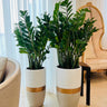 Zizi Plant Bundle (2 Pieces) in Premium Ceramic Pots, UAE. Two large green potted plants in decorative pots on a tiled floor with a chair and table in the background.