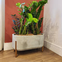 Zizi Plant in Rectangle Pot Indoor Plants UAE. Potted plant in a decorative planter with wooden legs against a red wall.