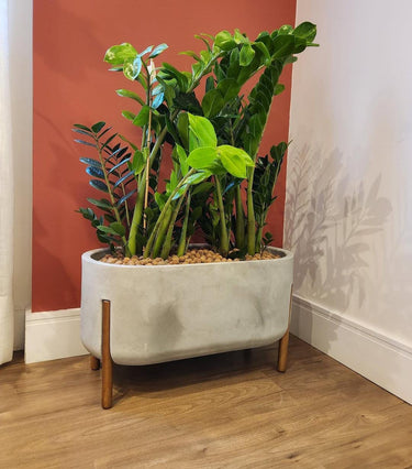 Zizi Plant in Rectangle Pot Indoor Plants UAE. Potted plant in a decorative planter with wooden legs against a red wall.