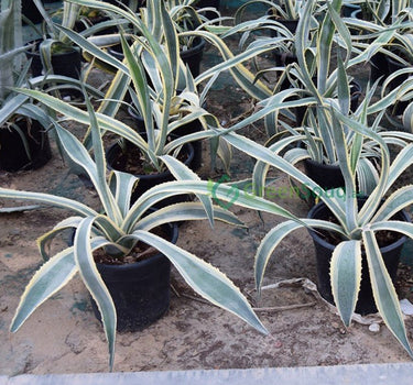 Agave Americana Marginata "Variegated Century Plant" 40-50cm