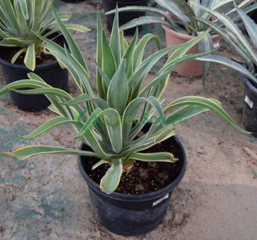 Agave Attenuata – The Spineless Century Plant