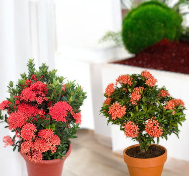 Ixora Chinensis 1
