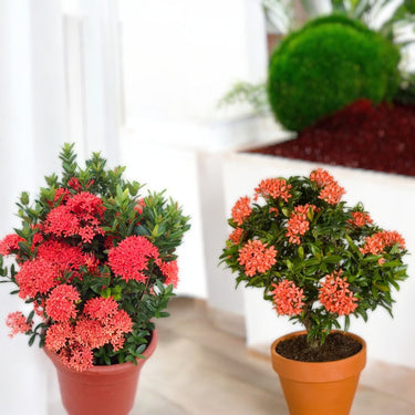Ixora Chinensis 1