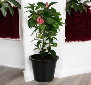 Ixora coccinea- Multicolours Available 2