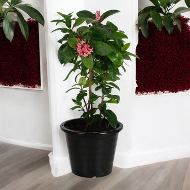 Ixora coccinea- Multicolours Available 2