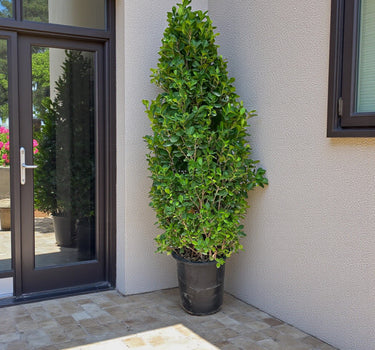 Ficus Cone – Ficus Diversifolia 1