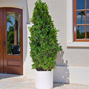 Ficus Cone – Ficus Diversifolia 9