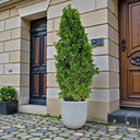 Ficus Cone – Ficus Diversifolia 2