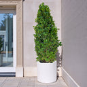 Ficus Cone – Ficus Diversifolia 3