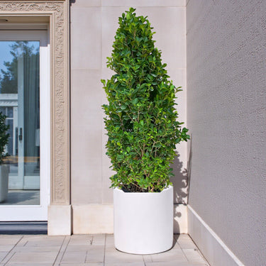 Ficus Cone – Ficus Diversifolia 3