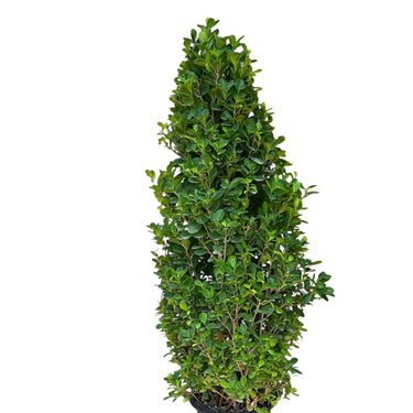 Ficus Cone – Ficus Diversifolia 11