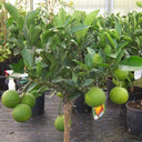 Orange Tree – Citrus Sinensis 2