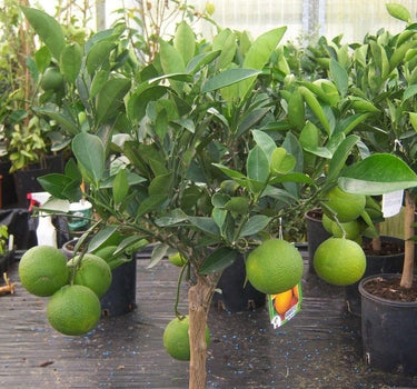 Orange Tree – Citrus Sinensis 2
