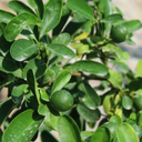 Citrus Bin Zaheer Plant 2