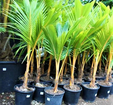 Cocos nucifera – Coconut Palm 3