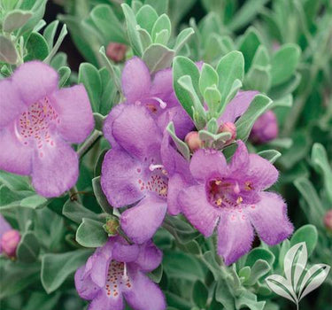 Leucophyllum frutescens – Texas Sage 3