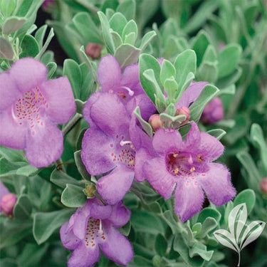 Leucophyllum frutescens – Texas Sage 3