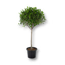 Ficus Panda Single Head 4